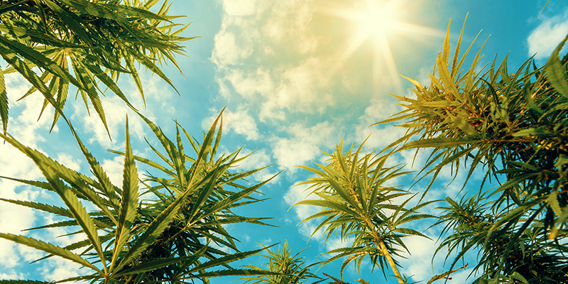 grow-sun.jpg